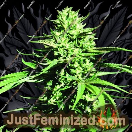 California Wildfire by Emerald Triangle Cannabis Seeds For Sale at Just Feminized