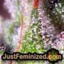 California Wildfire by Emerald Triangle THC CBD Close Up Trichomes Potency Yield Indica Sativa Strain Pic Images