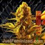Critical 707 by Emerald Triangle Cannabis Seeds For Sale at Just Feminized