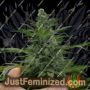 Critical Strawberry Banana by Emerald Triangle Cannabis Seeds For Sale at Just Feminized