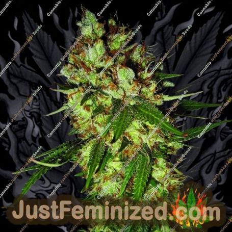 G13 Blueberry Headband by Emerald Triangle Cannabis Seeds For Sale at Just Feminized