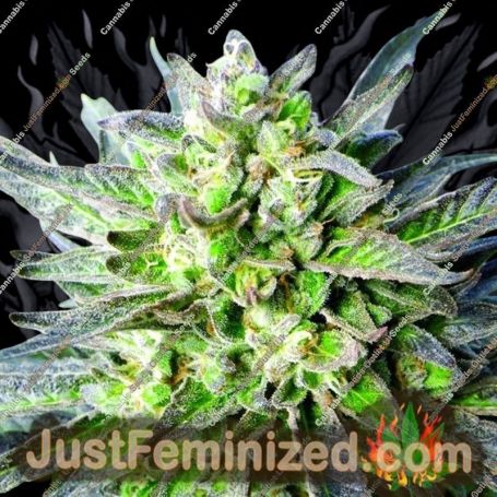 Grapefruit Krush by Emerald Triangle Cannabis Seeds For Sale at Just Feminized