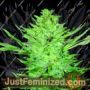 Headlights Kush Auto by Emerald Triangle Cannabis Seeds For Sale at Just Feminized