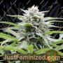 Kushhead 707 by Emerald Triangle Cannabis Seeds For Sale at Just Feminized