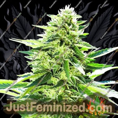 Lemon Diesel by Emerald Triangle Cannabis Seeds For Sale at Just Feminized