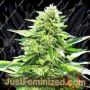 Lemon Diesel by Emerald Triangle Cannabis Seeds For Sale at Just Feminized