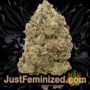 Lemon Diesel by Emerald Triangle Buds Weed Ganja Skunk Pot Reefer Dope Herb Pics Images