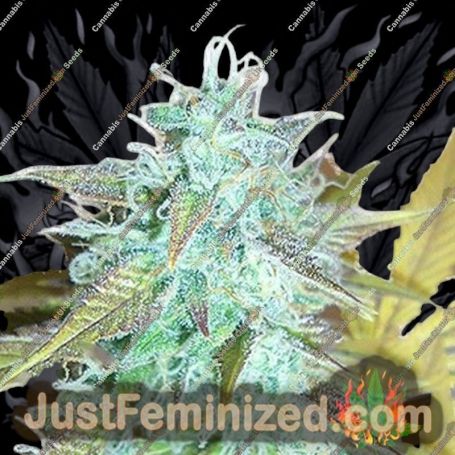 Lemon Haze Auto by Emerald Triangle Cannabis Seeds For Sale at Just Feminized