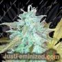 Lemon Haze Auto by Emerald Triangle Cannabis Seeds For Sale at Just Feminized