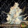 Lost Coast OG by Emerald Triangle Cannabis Seeds For Sale at Just Feminized