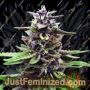 Royal Purple Kush by Emerald Triangle Cannabis Seeds For Sale at Just Feminized