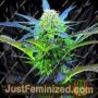 Royal Purple Kush Auto by Emerald Triangle Cannabis Seeds For Sale at Just Feminized