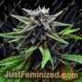 Royal Purple Kush CBD by Emerald Triangle Cannabis Seeds For Sale at Just Feminized