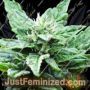 SFV OG Kush x RPK by Emerald Triangle Cannabis Seeds For Sale at Just Feminized