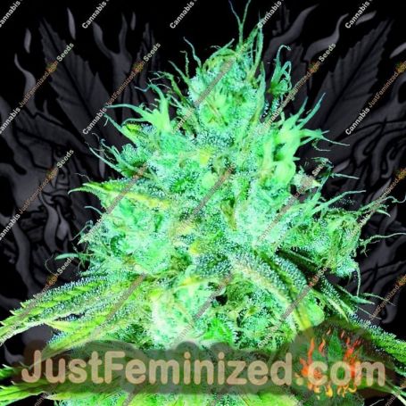 Sour Puss by Emerald Triangle Cannabis Seeds For Sale at Just Feminized