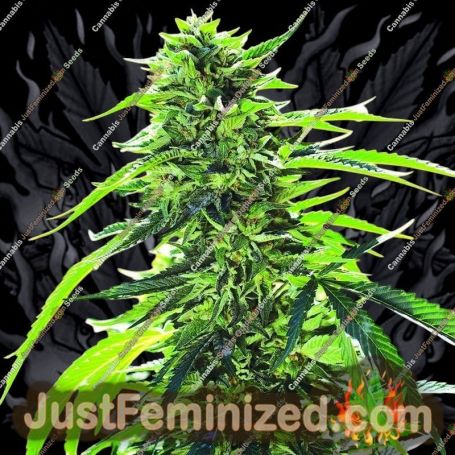 Super Sour OG by Emerald Triangle Cannabis Seeds For Sale at Just Feminized