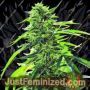 Super Sour OG by Emerald Triangle Cannabis Seeds For Sale at Just Feminized