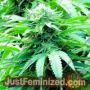 Trinity Kush by Emerald Triangle Cannabis Seeds For Sale at Just Feminized