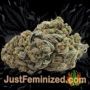 Trinity Kush by Emerald Triangle Buds Weed Ganja Skunk Pot Reefer Dope Herb Pics Images