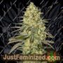 Black Dream by Eva Female Seeds Cannabis Seeds For Sale at Just Feminized