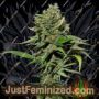 Excalibur by Eva Female Seeds Cannabis Seeds For Sale at Just Feminized