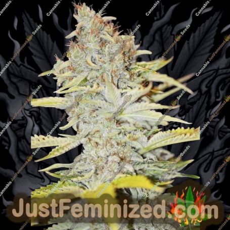 Furious Candy by Eva Female Seeds Cannabis Seeds For Sale at Just Feminized