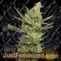 Gipsy Haze by Eva Female Seeds Cannabis Seeds For Sale at Just Feminized