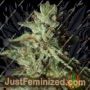 Gorilla Candy by Eva Female Seeds Cannabis Seeds For Sale at Just Feminized