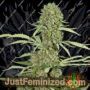 Jamaican Dream by Eva Female Seeds Cannabis Seeds For Sale at Just Feminized