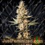 Missing by Eva Female Seeds Cannabis Seeds For Sale at Just Feminized