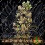 Pink Plant by Eva Female Seeds Cannabis Seeds For Sale at Just Feminized