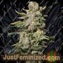 TNT Kush by Eva Female Seeds Cannabis Seeds For Sale at Just Feminized