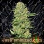 Veneno by Eva Female Seeds Cannabis Seeds For Sale at Just Feminized