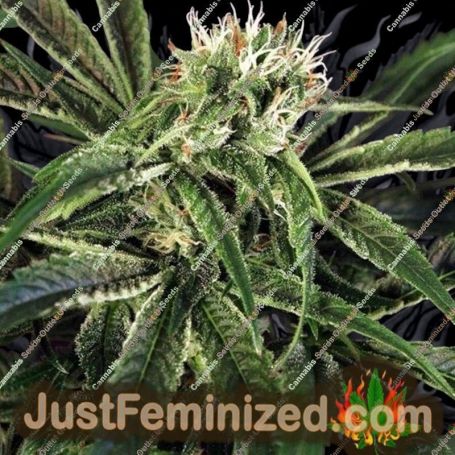 Amnesia No.7 by Exotic Seeds Cannabis Seeds For Sale at Just Feminized