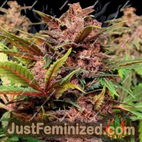 Black Haze Auto by Exotic Seeds Cannabis Seeds For Sale at Just Feminized