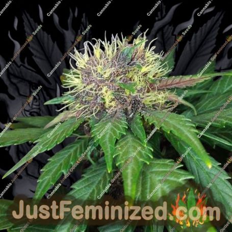 Black Lemon Auto by Exotic Seeds Cannabis Seeds For Sale at Just Feminized