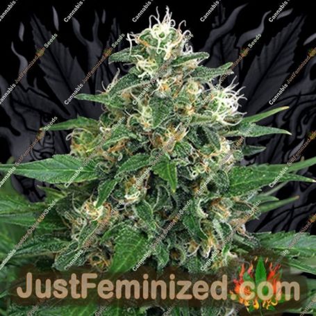 Blue Monkey by Exotic Seeds Cannabis Seeds For Sale at Just Feminized