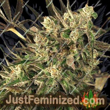 Exotic Colours by Exotic Seeds Cannabis Seeds For Sale at Just Feminized