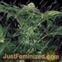 Green Gummy by Exotic Seeds Cannabis Seeds For Sale at Just Feminized