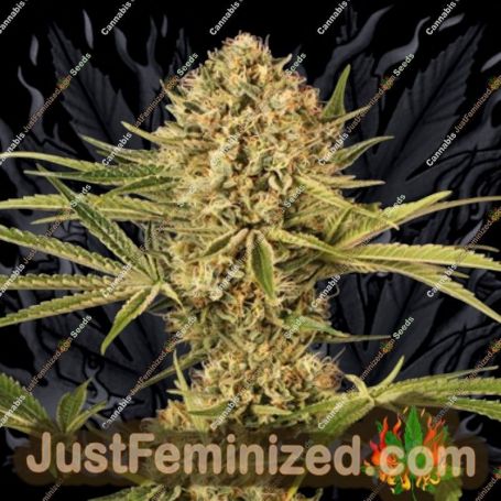 Herz OG by Exotic Seeds Cannabis Seeds For Sale at Just Feminized