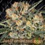 Hippie Therapy by Exotic Seeds Cannabis Seeds For Sale at Just Feminized
