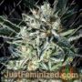 Jelly Bananen by Exotic Seeds Cannabis Seeds For Sale at Just Feminized