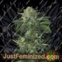 Jungle Fever Auto by Exotic Seeds Cannabis Seeds For Sale at Just Feminized