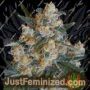 Lemon Candy by Exotic Seeds Cannabis Seeds For Sale at Just Feminized