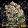 Malasana Cookies by Exotic Seeds Cannabis Seeds For Sale at Just Feminized