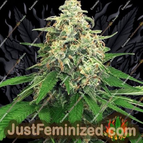 Mango Cream by Exotic Seeds Cannabis Seeds For Sale at Just Feminized
