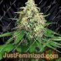 Mango Cream by Exotic Seeds Cannabis Seeds For Sale at Just Feminized