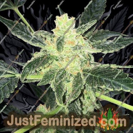 Mango Cream Auto by Exotic Seeds Cannabis Seeds For Sale at Just Feminized
