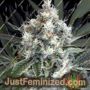 Medxotic Pure by Exotic Seeds Cannabis Seeds For Sale at Just Feminized