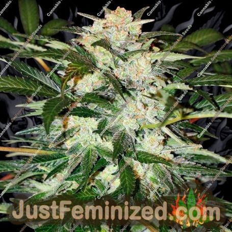 Monster Mash Auto by Exotic Seeds Cannabis Seeds For Sale at Just Feminized
